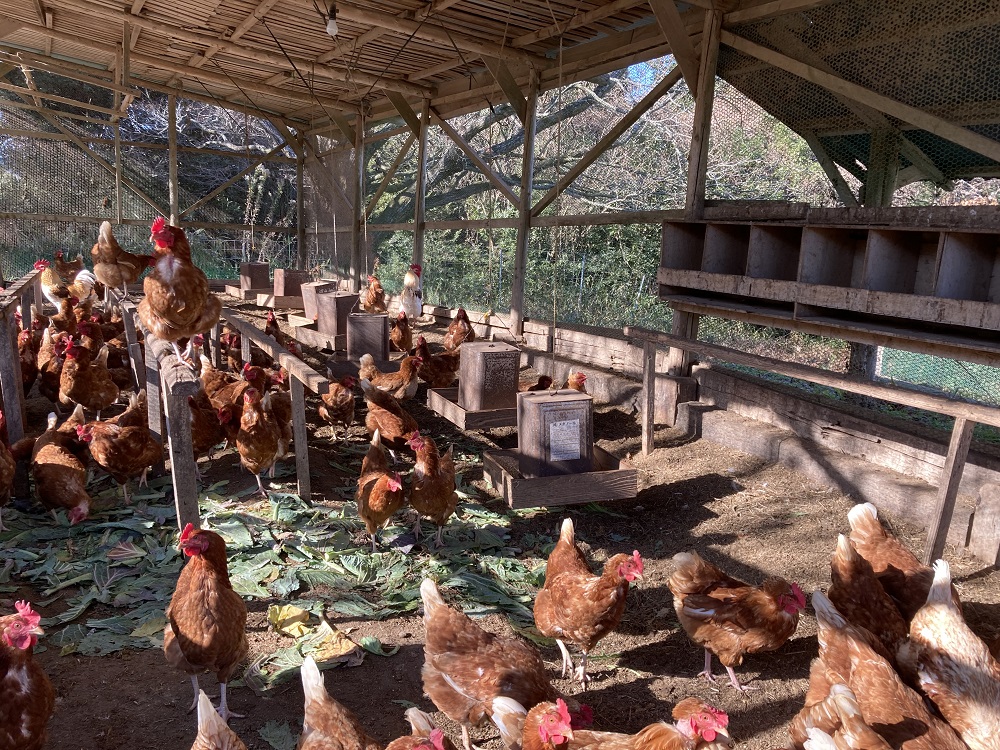 和三盆無添加プリンと和三盆コーヒーゼリーの10個セット